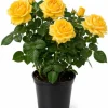 Yellow Rose Live Plant 4-6 Inch Tall - Fragrant Blooming Bush for Garden - Image 1