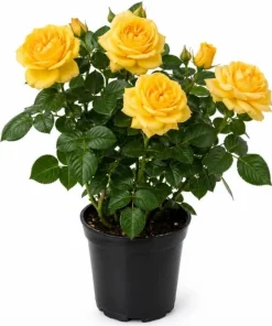 Yellow Rose Live Plant 4-6 Inch Tall - Fragrant Blooming Bush for Garden - Image 1