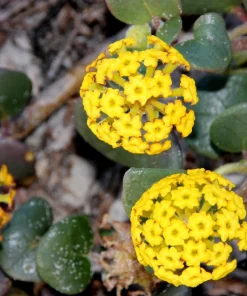 Yellow Sand Verbena Seeds - Coastal Abronia Latifolia - 20 Seeds - Outdoor Flower - Image 2