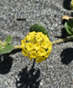 Yellow Sand Verbena Seeds - Coastal Abronia Latifolia - 20 Seeds - Outdoor Flower - Image 3