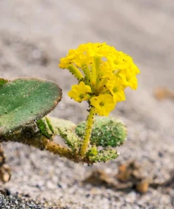 Yellow Sand Verbena Seeds - Coastal Abronia Latifolia - 20 Seeds - Outdoor Flower - Image 4