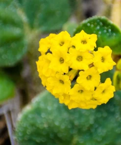 Yellow Sand Verbena Seeds - Coastal Abronia Latifolia - 20 Seeds - Outdoor Flower - Image 5