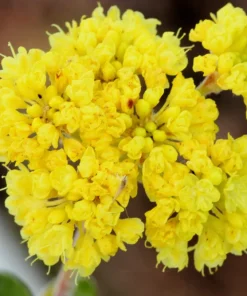 Yellow Sand Verbena Seeds - Coastal Abronia Latifolia - 20 Seeds - Outdoor Flower - Image 6