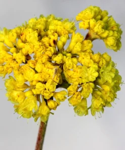 Yellow Sand Verbena Seeds - Coastal Abronia Latifolia - 20 Seeds - Outdoor Flower - Image 7