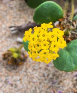 Yellow Sand Verbena Seeds - Coastal Abronia Latifolia - 20 Seeds - Outdoor Flower - Image 8