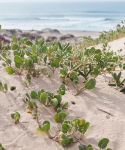Yellow Sand Verbena Seeds - Coastal Abronia Latifolia - 20 Seeds - Outdoor Flower - Image 9