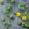 Yellow Sand Verbena Seeds - Coastal Abronia Latifolia - 20 Seeds - Outdoor Flower - Image 1