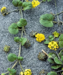 Yellow Sand Verbena Seeds - Coastal Abronia Latifolia - 20 Seeds - Outdoor Flower - Image 1