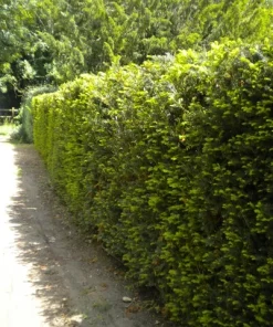 Yew Dark Green Spreader Cuttings - Unrooted Set of 12 for Landscaping - Image 2