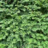 Yew Dark Green Spreader Cuttings - Unrooted Set of 12 for Landscaping - Image 1