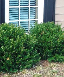 Yew Dark Green Spreader Cuttings - Unrooted Set of 12 for Landscaping - Image 4
