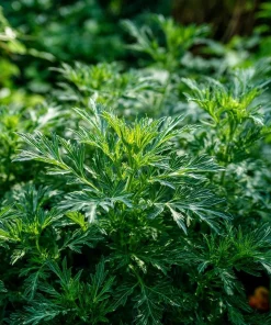 Yomogi Japanese Mugwort Seeds - Artemisia princeps Heirloom Herb - 30 Seeds - Image 2