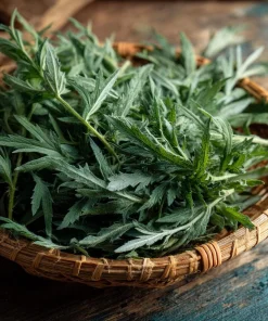Yomogi Japanese Mugwort Seeds - Artemisia princeps Heirloom Herb - 30 Seeds - Image 3