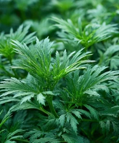 Yomogi Japanese Mugwort Seeds - Artemisia princeps Heirloom Herb - 30 Seeds - Image 6