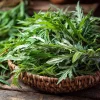 Yomogi Japanese Mugwort Seeds - Artemisia princeps Heirloom Herb - 30 Seeds - Image 1