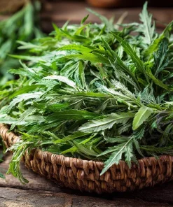 Yomogi Japanese Mugwort Seeds - Artemisia princeps Heirloom Herb - 30 Seeds - Image 1