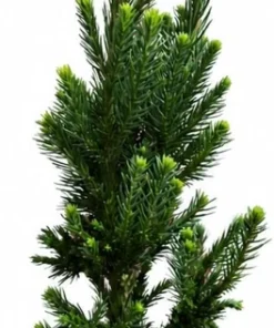 Yoshino Japanese Cedar Tree - Live Evergreen Plant 6-12