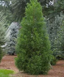 Yoshino Japanese Cedar Tree - Live Evergreen Plant 6-12