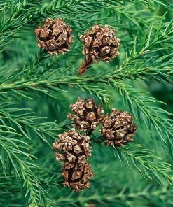 Yoshino Japanese Cedar Tree - Live Evergreen Plant 6-12