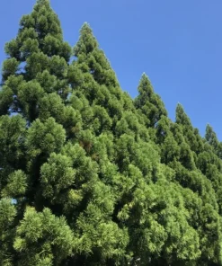 Yoshino Japanese Cedar Tree - Live Evergreen Plant 6-12