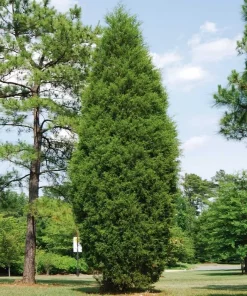 Yoshino Japanese Cedar Tree - Live Evergreen Plant 6-12