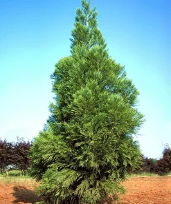 Yoshino Japanese Cedar Tree - Live Evergreen Plant 6-12