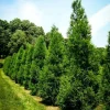 Yoshino Japanese Cedar Tree - Live Evergreen Plant 6-12" Tall - Quart Pot - Image 1