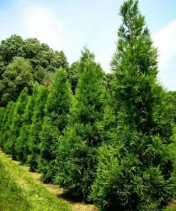 Yoshino Japanese Cedar Tree - Live Evergreen Plant 6-12
