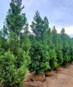 Yoshino Japanese Cedar Tree - Live Evergreen Plant 6-12
