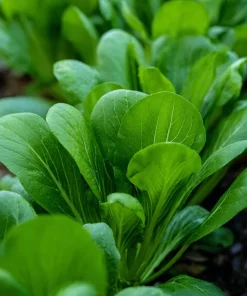 Yu Choy Sum Seeds – Tender Asian Greens for Stir-Fries – 800 Seeds - Image 2