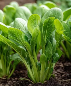 Yu Choy Sum Seeds – Tender Asian Greens for Stir-Fries – 800 Seeds - Image 3