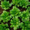 Yu Choy Sum Seeds – Tender Asian Greens for Stir-Fries – 800 Seeds - Image 1