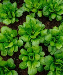 Yu Choy Sum Seeds – Tender Asian Greens for Stir-Fries – 800 Seeds - Image 1