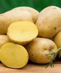 Yukon Gold Potato Seeds - 140 Count for Planting, Easy Grow, USDA 3-9 - Image 4