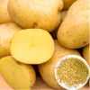 Yukon Gold Potato Seeds - 140 Count for Planting, Easy Grow, USDA 3-9 - Image 1