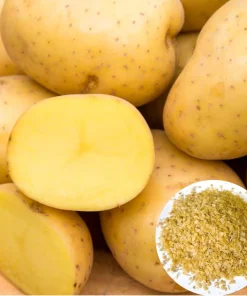 Yukon Gold Potato Seeds - 140 Count for Planting, Easy Grow, USDA 3-9 - Image 1