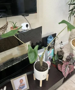 Zebra Alocasia Live Plant - Alocasia zebrina Tropical Houseplant Potted - Image 3