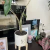 Zebra Alocasia Live Plant - Alocasia zebrina Tropical Houseplant Potted - Image 1