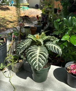 Zebra Plant Live - Aphelandra squarrosa Flowering Tropical Houseplant - Image 2
