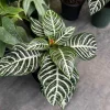 Zebra Plant Live - Aphelandra squarrosa Flowering Tropical Houseplant - Image 1