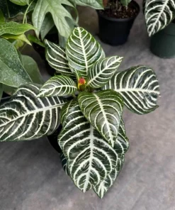 Zebra Plant Live - Aphelandra squarrosa Flowering Tropical Houseplant - Image 1
