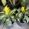 Zebra Plant Live Aphelandra Squarrosa - Tropical Indoor Houseplant - Image 1