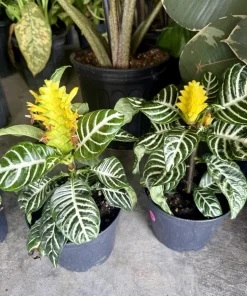 Zebra Plant Live Aphelandra Squarrosa - Tropical Indoor Houseplant - Image 1