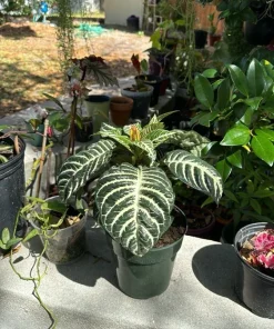 Zebra Plant Live Houseplant - Aphelandra squarrosa - Indoor Foliage Plant - Image 2