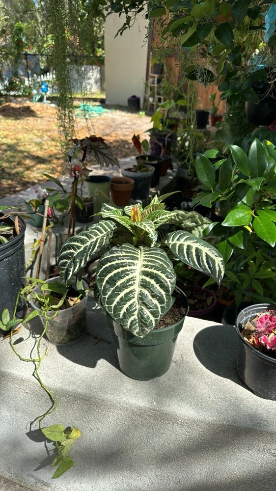 Zebra Plant Live Houseplant - Aphelandra squarrosa - Indoor Foliage Plant - Image 2