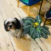 Zebra Plant Live Houseplant - Aphelandra squarrosa - Indoor Decorative Foliage - Image 1