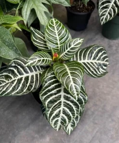 Zebra Plant Live Houseplant - Aphelandra squarrosa - Indoor Foliage Plant - Image 1