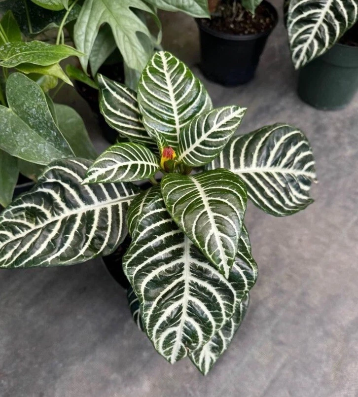 Zebra Plant Live Houseplant - Aphelandra squarrosa - Indoor Foliage Plant - Image 1
