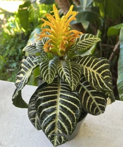 Zebra Plant Live Houseplant - Aphelandra squarrosa - Potted Big Size - Image 1