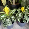 Zebra Plant Live Plant - Aphelandra Squarrosa - Indoor Houseplant - Image 1